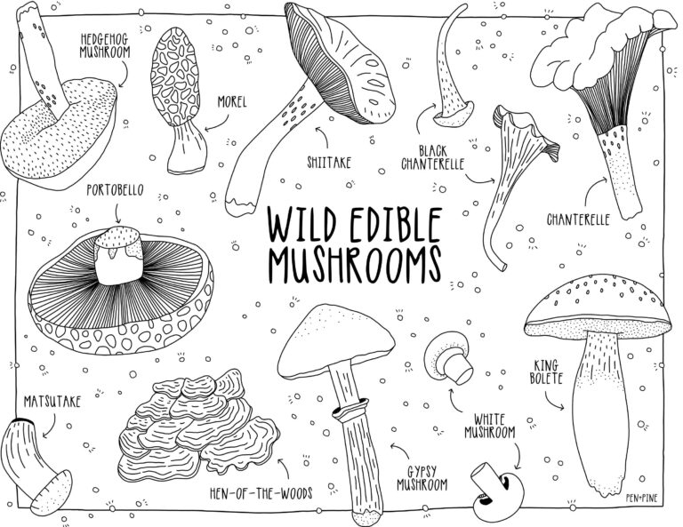 Mushroom Coloring Pages Printable: A Fun and Educational Activity for All Ages