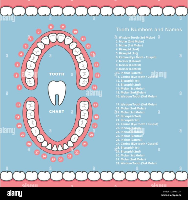 Teeth Chart Printable: A Comprehensive Guide to Customizable Dental Records