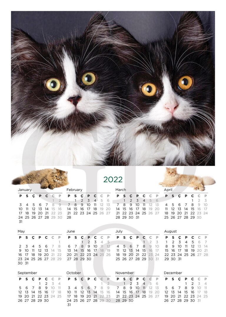 Cat Chat Calendar Talya Viviene