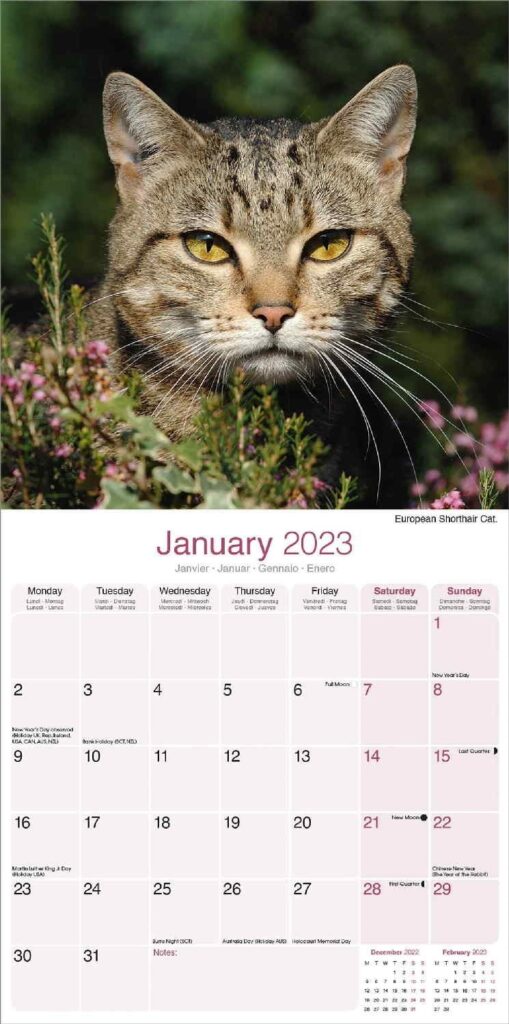 Cats Calendar Cat Calendars Pet Prints Inc