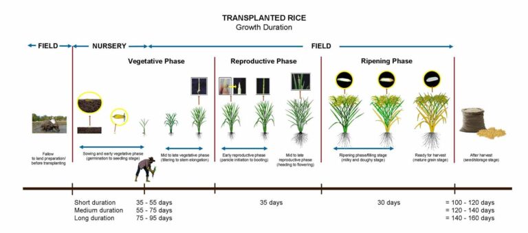 Rice Calendar Fall 2024 Marge Samaria