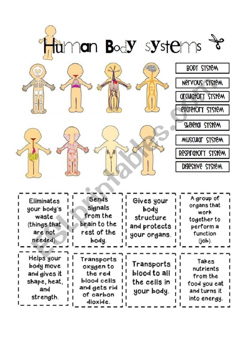 Free Printable Body Systems Worksheets Anatomy Worksheets