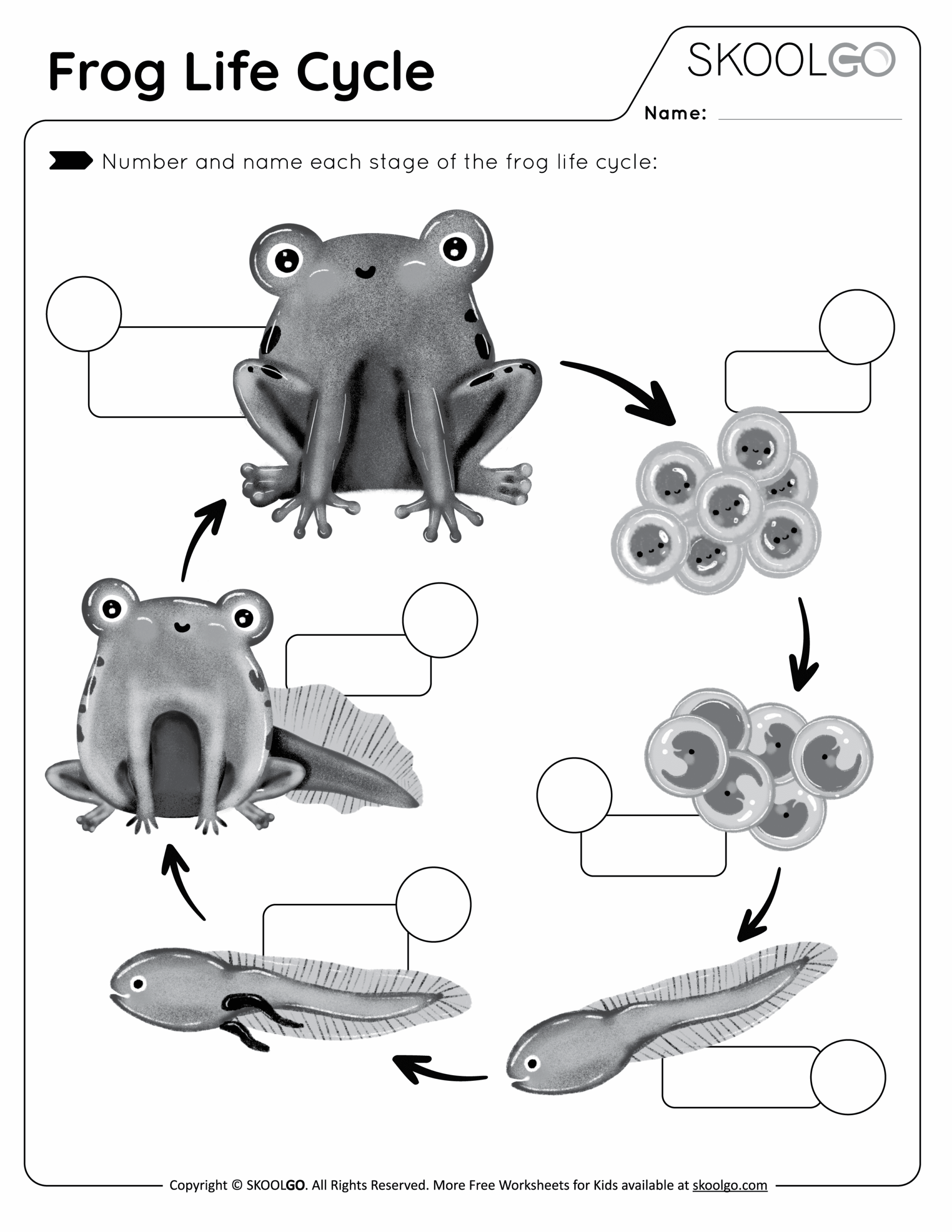 Free Printable Life Cycle Of A Frog Worksheet