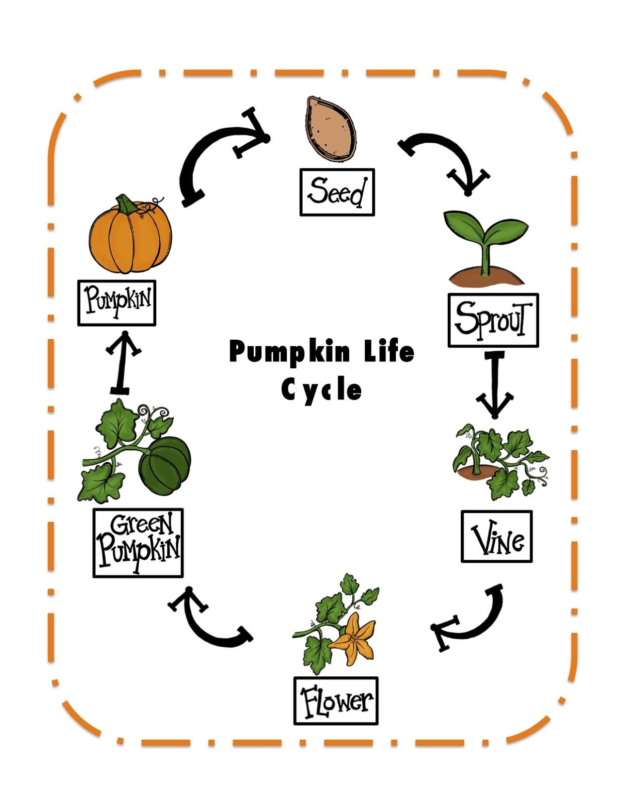 Free Printable Pumpkin Life Cycle Worksheet Maria B Wilson Free Printable Pumpkin Life Cycle Worksheet Maria B Wilson