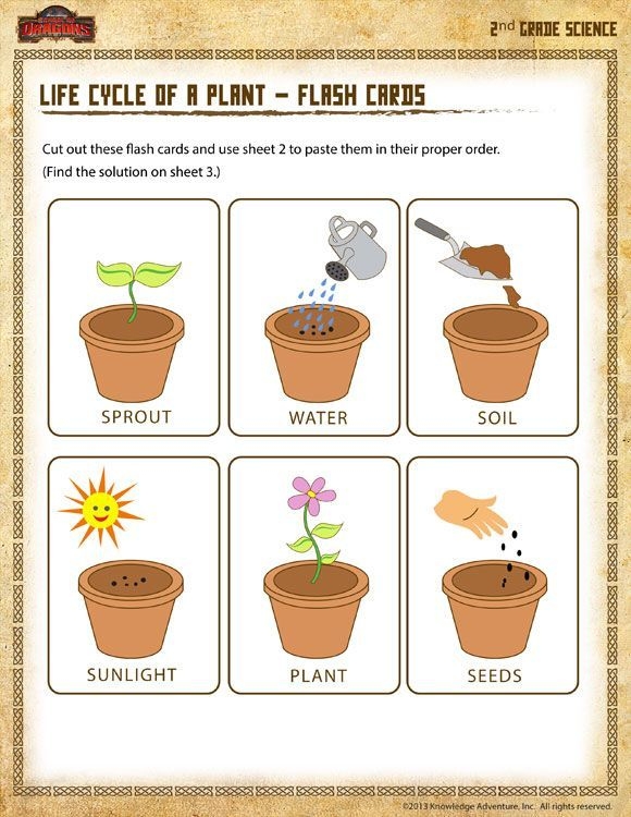 Life Cycle Of A Plant Free Printable Life Cycle Of A Plant Free Printable
