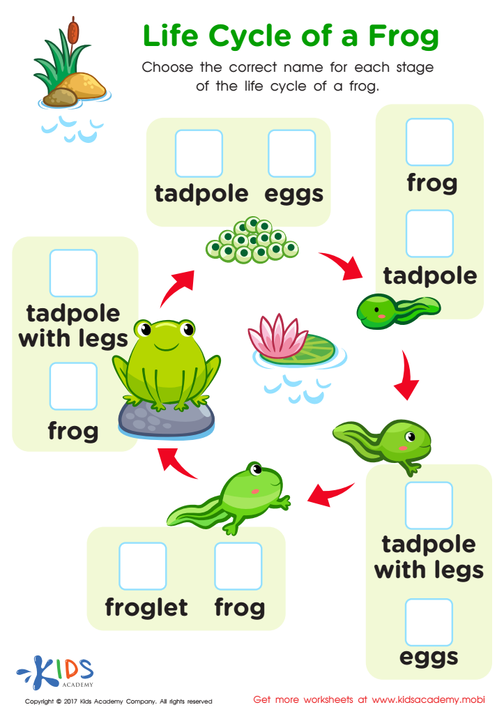 The Life Cycle Of A Frog Worksheet